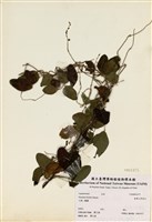 藏品(臺灣山黑扁豆)的圖片